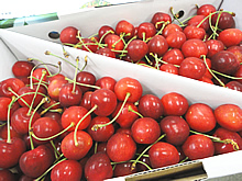 7月8日(日)放送分